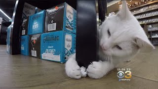 Rescue Cats Get A Second Chance At Life Through ‘Rodent Hunting’ Program