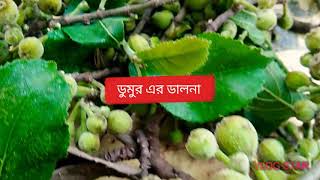 Village Style Dumur Ar Dalna / Kochi Dumurer Torkari / Fig Curry In Bengali Village Style