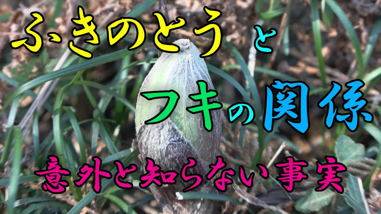 フキ】ふきのとう と フキの関係 - YouTube