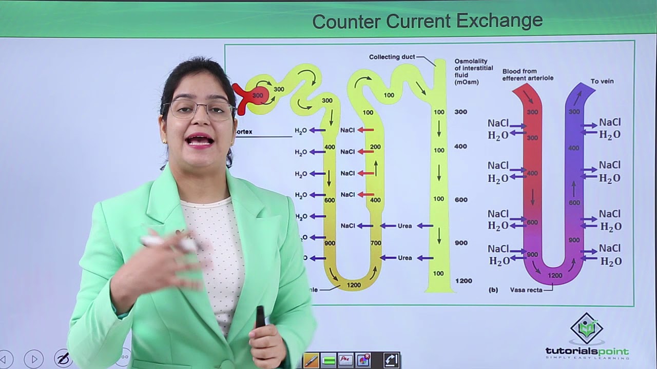 Mechanism Of Urine Formation Flow Chart