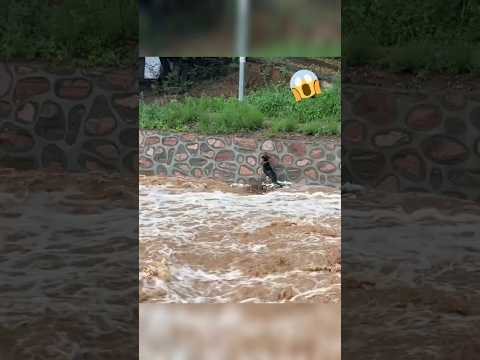 😮WOW! Incredible: Hero Savior! He Saved the Dog from Sudden Flood #flashflood