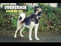 17 Months old Greenland Sled Dog : Obedience Training の動画、YouTube動画。