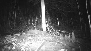 Mouse caught by Night Vision