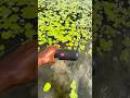 Essential2 water test jump flip2