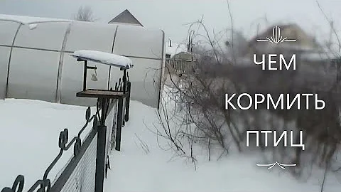 Что запрещено давать птице, а что можно. Подкормка птиц из доступных продуктов.