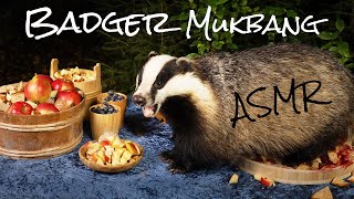 Badger Mukbang  An all you can eat buffet for badgers (ASMR Version)