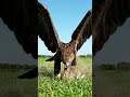 Eagle Attack on Rabbit 🐇#Wildrush#wildanimals #wildlife #eagles #Eagleattacks