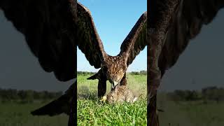 Eagle Attack on Rabbit 🐇#Wildrush#wildanimals #wildlife #eagles #Eagleattacks