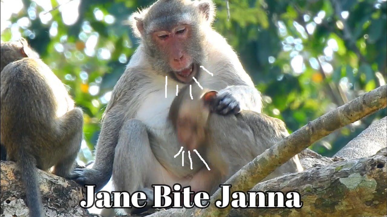 Jane bite Janna block milk but Janna try   !