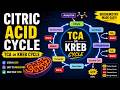 CITRIC ACID CYCLE IN DETAIL