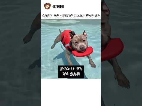 수영장만 가면 허우적대던 강아지가 편해진 물건 thumbnail