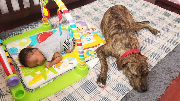 Meet Missy, the Smartest Dog Ever ||season 1 Episo...