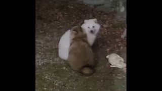 [Wild raccoon dog compilation 2 in Japan] A video that captures a moment that even Tanuki are amazed