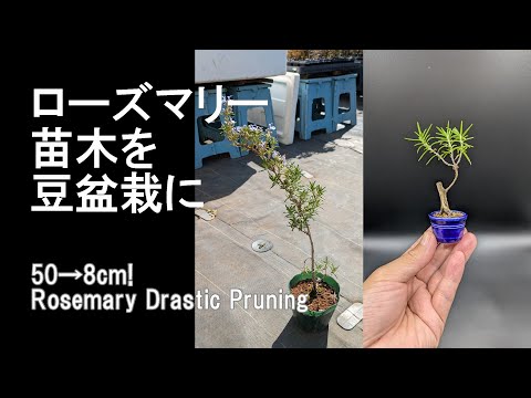 その他 Rose marry ローズマリー | 結婚指輪・婚約指輪はピンクダイヤ専門店 - 銀座リム