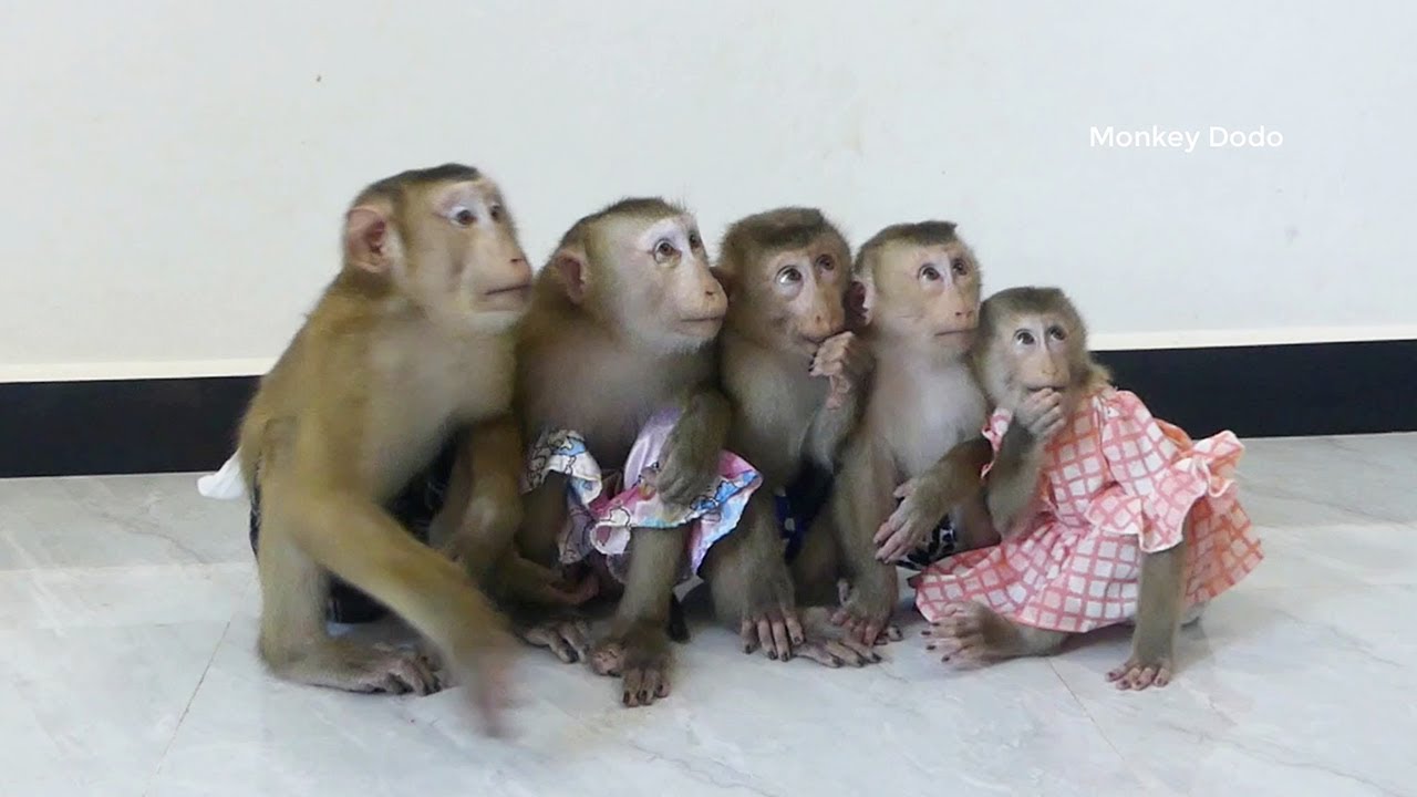 5 Little Dodo Mori Donal Moly & Zuji Sit Orderly Waiting To Play Dolls