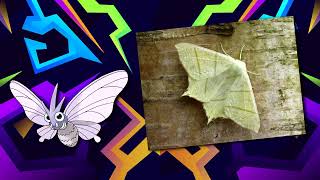 5 Facts You Didnt Know About Venomoth