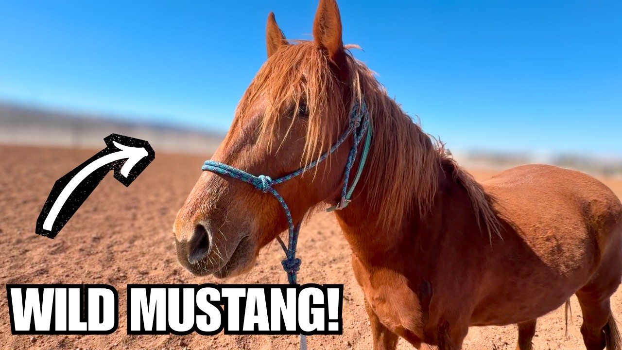 Wild Mustang hits the road! ~ Travel training a green horse