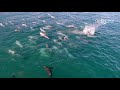 Delfines en Reñaca