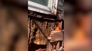 450,000 bees found living inside walls of U.S. home