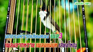 นกกรงหัวจุกเสียงทอง เบิ้ล3 เพลงลากหวาย เพลงแม่บท เสียงใหญ่ Thailand Bird [เสียงชัดHD] เพื่อนรักนกกรง