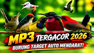 Suara pikat burcil ribut #mp3pikatsogon #burungkicaudialamliar #mp3pikatburun