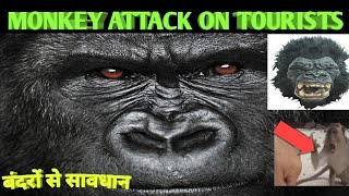 Monkey video/monkey funny video/ monkey attack on tourists/monkey jumping