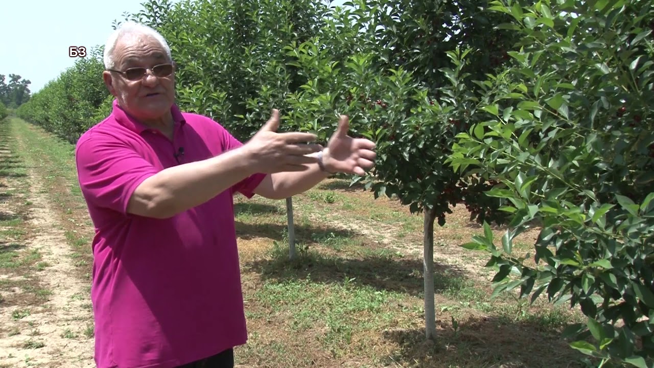 CENA VISNJE visoka ako je po trzistu - POLJSKA JE PUKLA