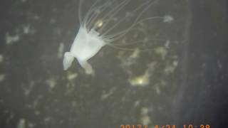 Strobilation Of Netrostoma Setouchiana