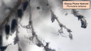 Hydroids
