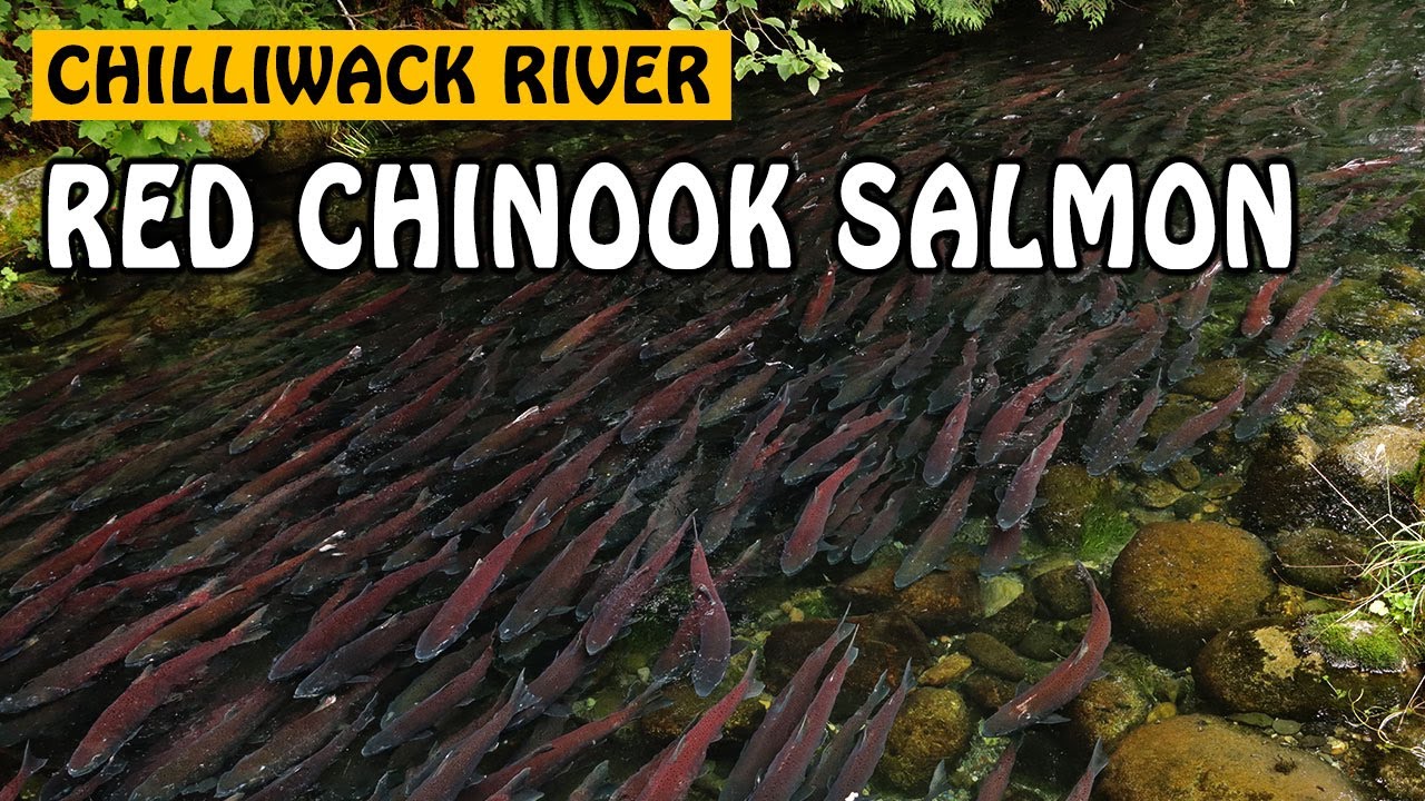THOUSANDS of Spawning Chinook Salmon! Fishing with Rod YouTube