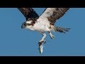 Nikon D850 &amp; D500 Capture Incredible Detail &amp; High Speed Action Osprey Pelican in Flight Photography