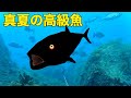 魚影がヤバ過ぎるテトラで真夏の高級魚が2匹現れる！【魚突き】
