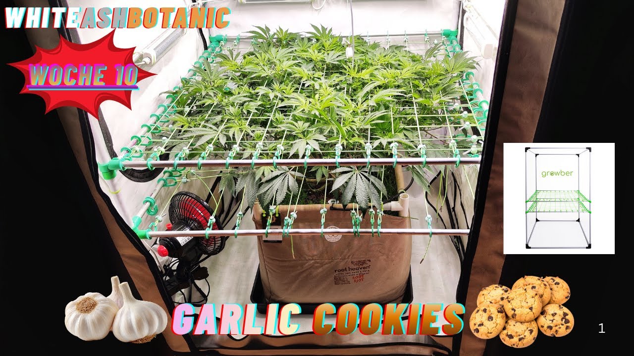 🧄🍪 Garlic Cookies aka. BIG MAMA🌳Woche 10 💪 im Livingsoil (WhiteAshBotanic) 💚