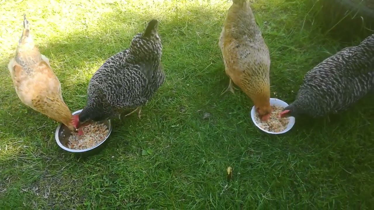 Green shell and Moravia barred Breakfast of Champions 👍