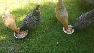 Green Shell And Moravia Barred Breakfast Of Champions