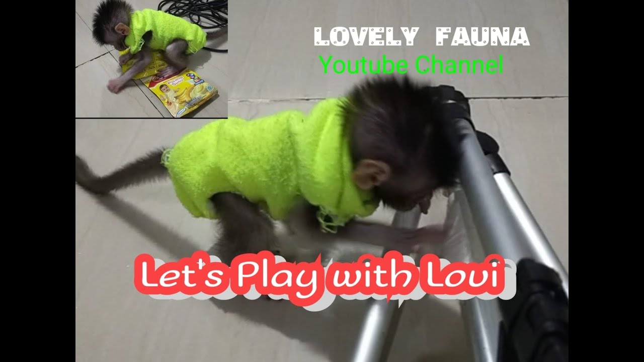 Let's play with lovi , Lovely Fauna Youtube Channel