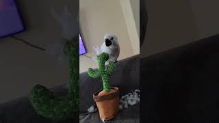 lovely baby umbrella cockatoo #sisu #fyp #parrot #parrot #طيور #birds #ببغاء #funny #usa #usafunny