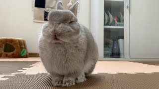 ふらふらになりながら眠気と戦うウサギ