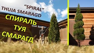 ТУЯ СМАРАГД | ХИТРОСТИ СТРИЖКИ ТУИ СПИРАЛЬ | Thuja Smaragd | @VLASTELIN_MINSK