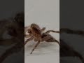 THIS IS THE SCARY SPIDER 🕷️😱😭