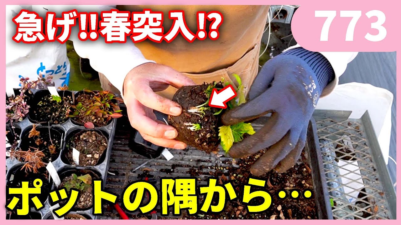 By Gardening Channel - YouTube