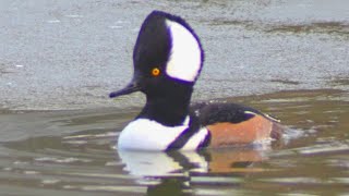 Hooded merganser duck flying away after swimming at edge of ice