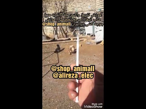 آموزش تزریق واکسن سه گانه به مرغ و خروس