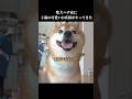 柴犬ハチ家に小さなお客様がやってきた #shibainu #犬のいる暮らし #かわいい