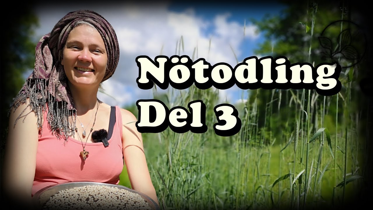 Odla nötter i allé del 3 - Knäcka råg och så ny gröngödsling