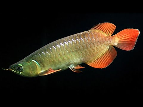 Baby Arowana Care Gold Arowana Care High Back Arowana 