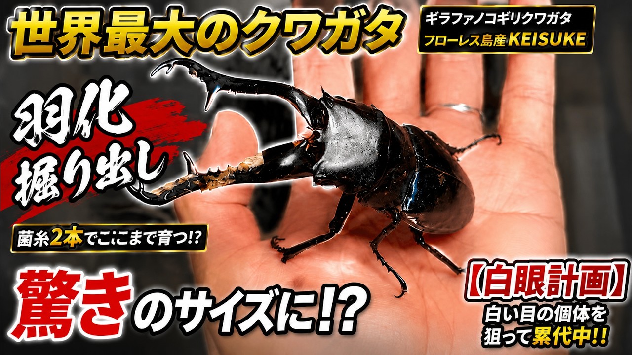 Digging Out] The Girafa from my white-eye breeding project is 