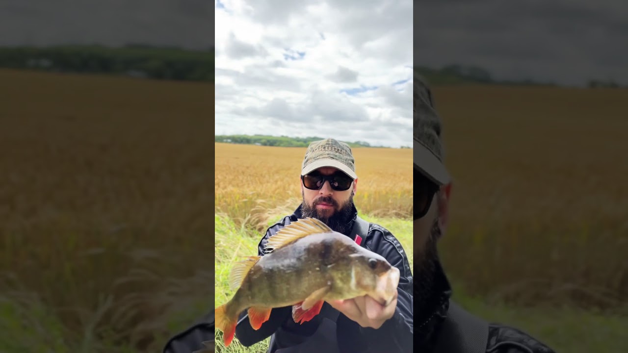 Monster Perch River Nene 