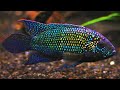 Top 10 Tank Mates for Jack Dempsey Cichlids Mp3 Song