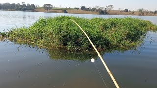 Pescaria caipira de piau e traíra usando boia e lambari técnica fatal Rio thomaizao